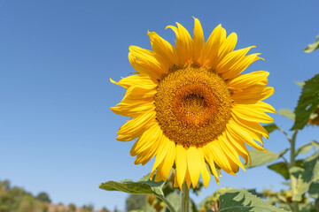 Sunflower flower