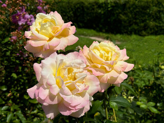 Beautiful roses flowers delicate pink yellow petals.