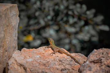 lizard on a stone