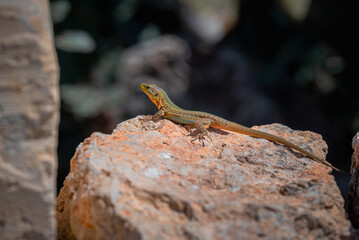 lizard on a stone