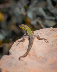 lizard on a rock