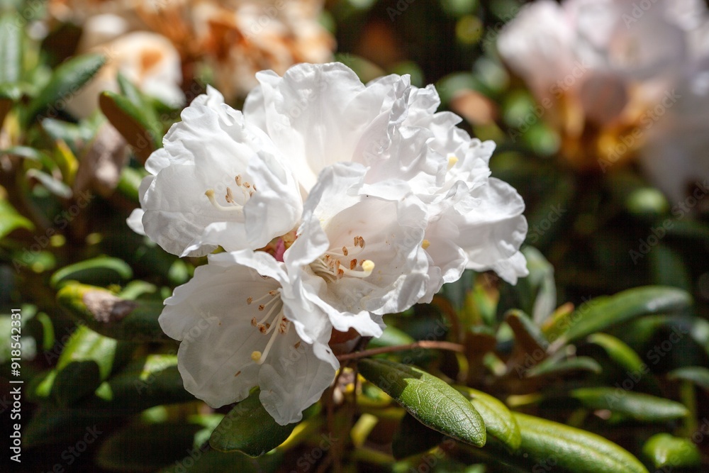 Sticker bell-flowered rhododendron, rhododendron campanulatum