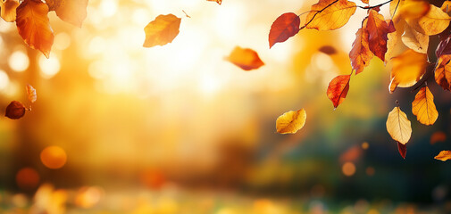 Obraz premium autumn leaves in the park