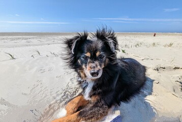 Hund relaxt am Sandstrand 
