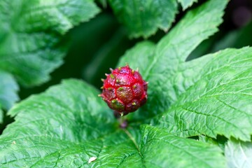 Fruit of a Goldenseal, Hydrastis canadensis