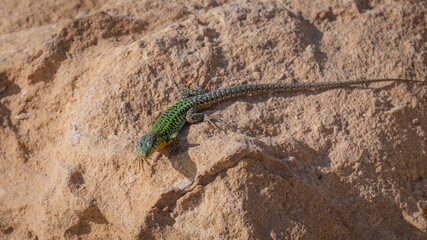lizard on a stone