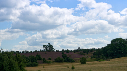 Naklejka premium Heide