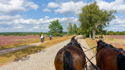 Kutschfahrt durch die Heide