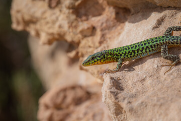 lizard on a tree