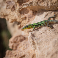lizard on the stone