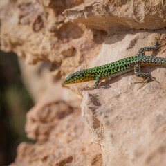 lizard on the rock