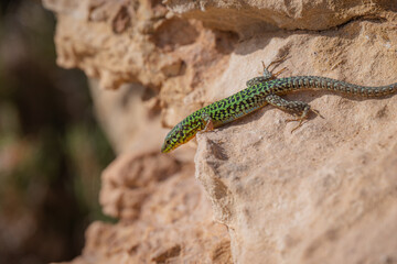 lizard on a stone