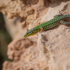 lizard on a tree