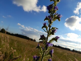 Fioletowy kwiat polny, w tle pole niebo z częściowymi chmurami oraz częściowy las, pora roku środek wiosny
