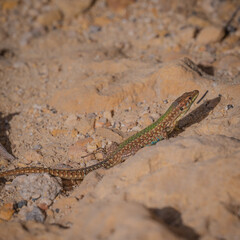 lizard on a rock