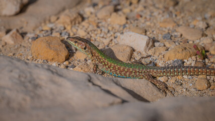 lizard on the stone