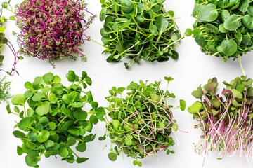 Obraz premium Different fresh microgreens on white background