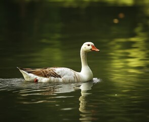 Obraz premium white and brown goose swimming in the water of a green pond
