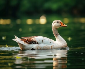 white and brown goose swimming in the water of a green pond