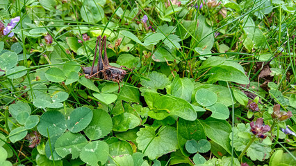 Brown grasshopper, Pholidoptera griseoaptera, dark bush-cricket in a beautiful green meadow