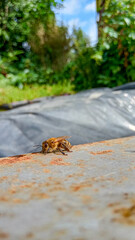 a vertical shot of a bee standing on the ground