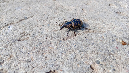 a close up shot of black shrew beetle, with light spots on the body, Liparus glabrirostris, butterbur weevil,