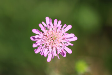 close up widowflower, arvensins flower, pink petals of a widowflower, pink petals of a widowflower, knaudia