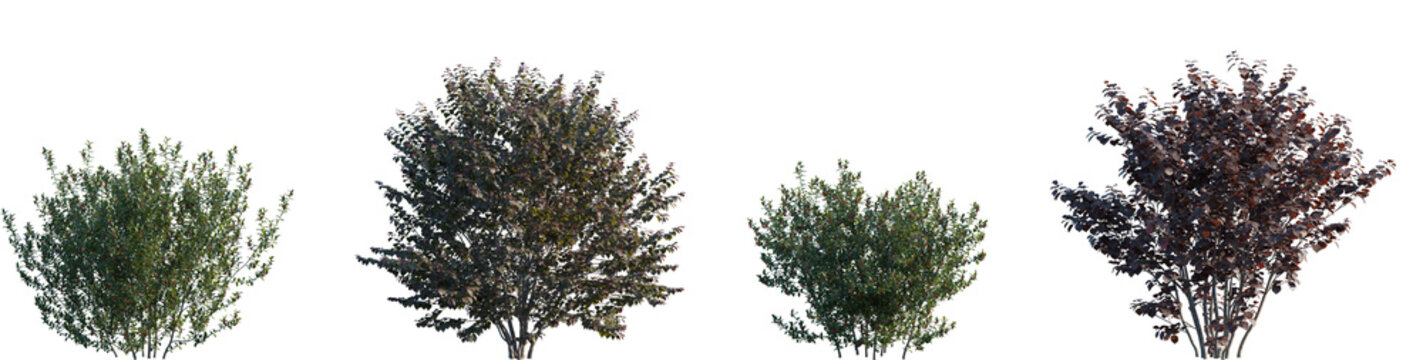 Set of  Ilex aquifolium and Corylus maxima purpurea frontal street small trees png in sunny daylight on a transparent background perfectly cutout