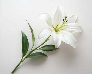 Fototapeta premium In this minimalist composition, a single white calla lily stands out against a white backdrop, highlighting its simplicity and elegance with grace.