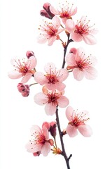 Fototapeta premium Delicate cherry blossom branch in full bloom, set against a stark white backdrop, epitomizing the splendor of spring.