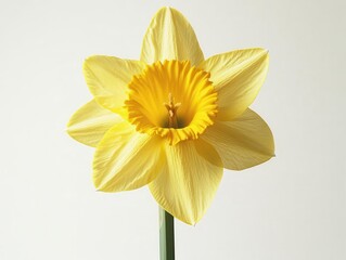Fototapeta premium Close-up of a single bright yellow daffodil, positioned against a white background, capturing the essence of spring