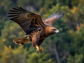 Obraz premium Majestic Golden Eagle Soaring Through the Sky in Pristine Natural Habitat