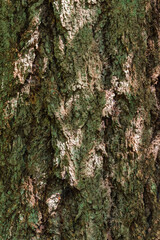 Douglas fir (Pseudotsuga menziesii)
