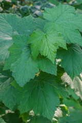 Thimbleberry (Rubus parviflorus)
