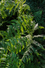 Bracken Fern (Pteridium aquilinum)
