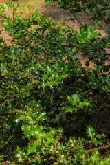 Holly Bush (Ilex)