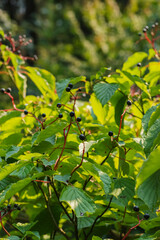 Dogwood (Cornus alternifolia)