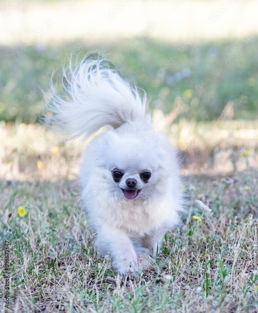 Sticker chihuahua in nature