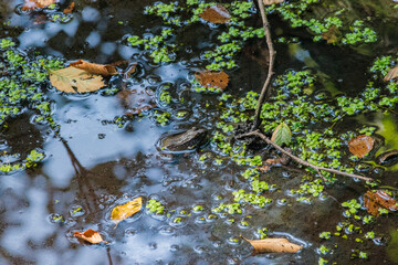 American bullfrog (Lithobates catesbeianus)