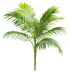 Fototapeta premium Lush green palm leaves in a natural setting, cut out - stock png.