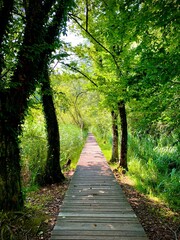 footpath in the woods