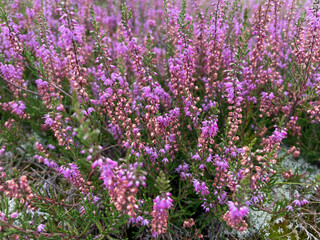Stunning view of blooming heath with pink purple heather flowers in famous nature reserve park Fischbeker Heide in North Germany	
