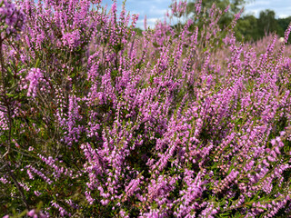 Obraz premium Stunning view of blooming heath with pink purple heather flowers in famous nature reserve park Fischbeker Heide in North Germany 