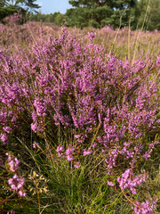 Stunning view of blooming heath with pink purple heather flowers in famous nature reserve park Fischbeker Heide in North Germany	