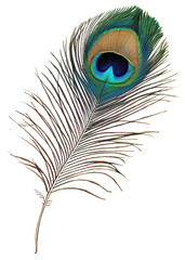 Obraz premium Colorful peacock feather, cut out - stock png.