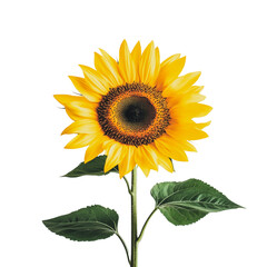 PNG Bright sunflower against a white background