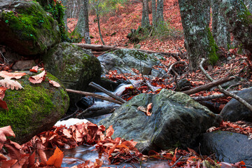 autumn passage with leaves on the ground and small stream