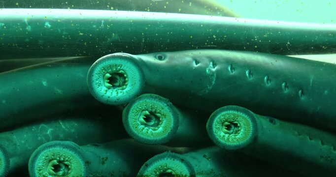 Lamprey fish Columbia River Oregon.