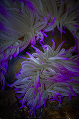 purple anemone flower