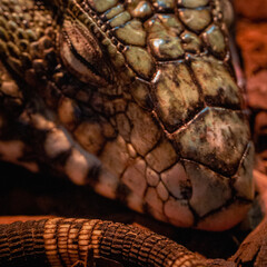 Close up of an iguan